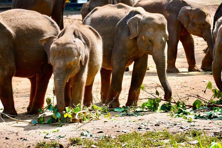 Private Udawalawe Safari, Ella, Kandy & Sigiriya — 3-Day Sri Lanka Circuit photo 3