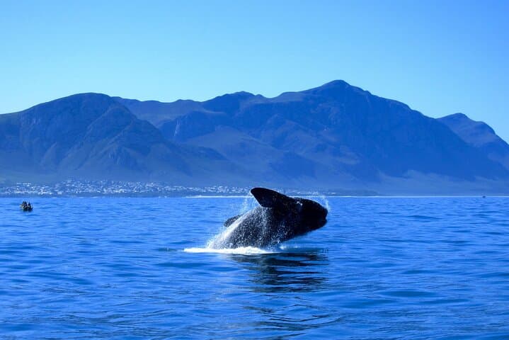 Private Hermanus Whale Watching and Benguela Cove Wine Tasting Day Trip photo 4