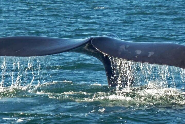 Private Hermanus Whale Watching and Benguela Cove Wine Tasting Day Trip photo 5