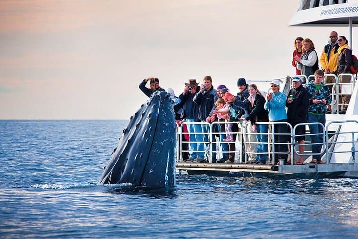 Private Hermanus Whale Watching and Benguela Cove Wine Tasting Day Trip photo 6
