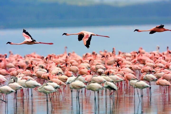 2-Day Lake Elementaita & Soysambu Safari from Nairobi — Flamingos & Game Drives photo 2