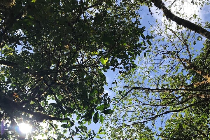Cerro Gaital Caldera Route Hike: Private 3km Rainforest Trek with Panoramic View photo 5