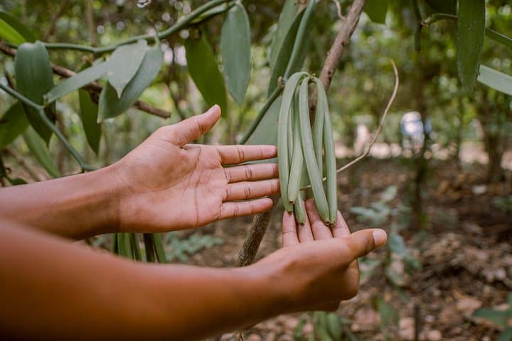 Zanzibar Spice Private Tour: Half-Day Spice Farm & Cultural Crafts Experience photo 3