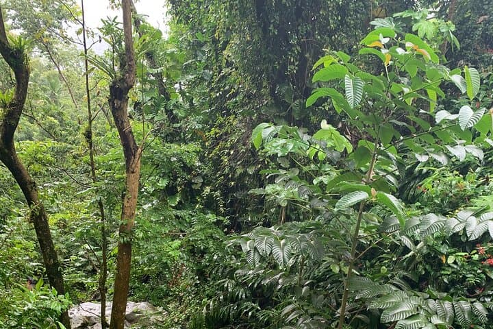 El Yunque Rainforest & Luquillo Kiosks Combo: Guided Hike, Waterfall Swim & Beach Lunch photo 4