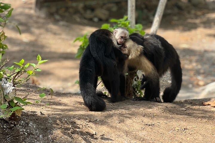 Monkey, Crocodile, Sloths & Beach Experience — Jaco Wildlife Tour photo 6