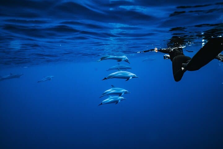 Oahu Speedboat Dolphin Swim: Waianae Wild Dolphins & Turtle Snorkel photo 3