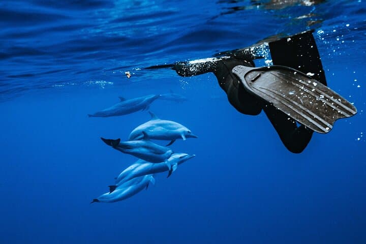 Oahu Speedboat Dolphin Swim: Waianae Wild Dolphins & Turtle Snorkel
