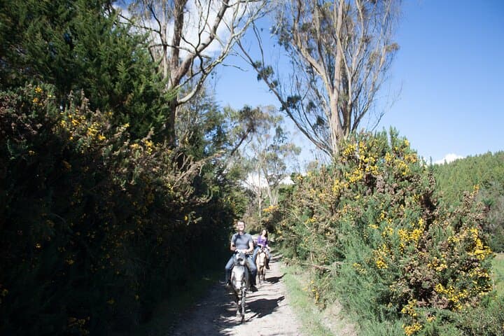Highlands Horseback Riding in Bogotá: Andean Trails & Panoramic Views