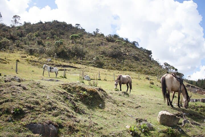 Highlands Horseback Riding in Bogotá: Andean Trails & Panoramic Views photo 2