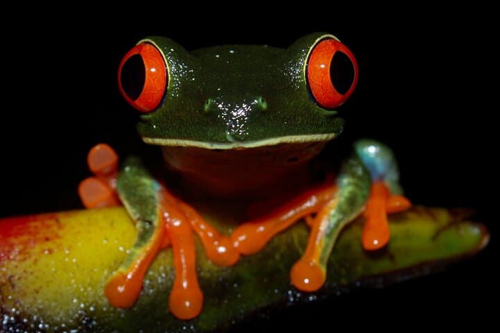 La Fortuna Night Walk: Guided Nocturnal Wildlife Tour photo 2