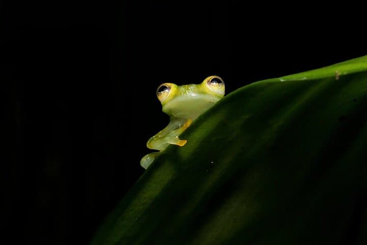 La Fortuna Night Walk: Guided Nocturnal Wildlife Tour photo 4