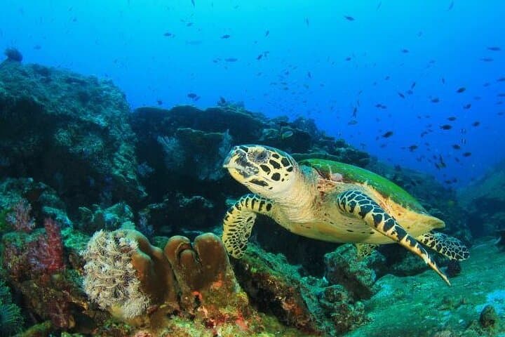 Isla Iguana Snorkeling from Playa Venao: Protected Reefs & Island Trails Day Trip