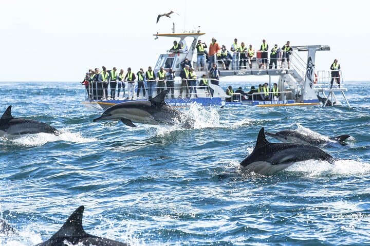 Cape Wildlife Full-Day: Penguins, Land-Based Whale Watching & Shark Cage Viewing photo 6