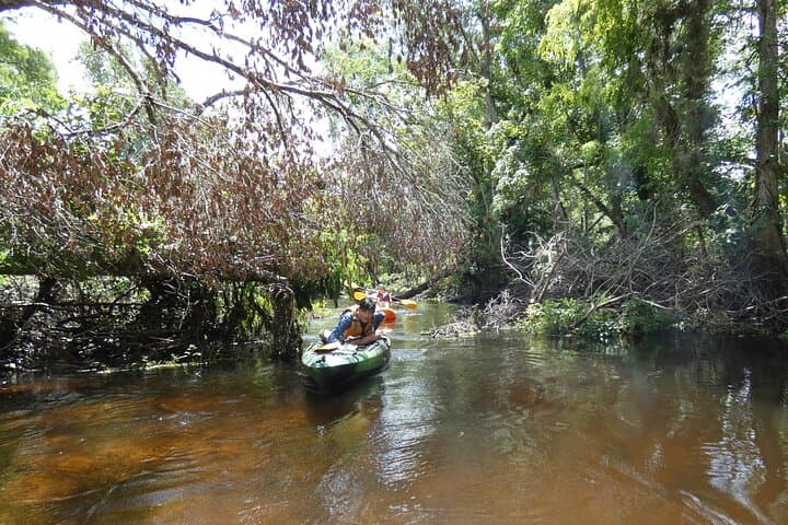 Kayak Blackwater Creek: Guided Nature Paddle in Seminole State Forest photo 3