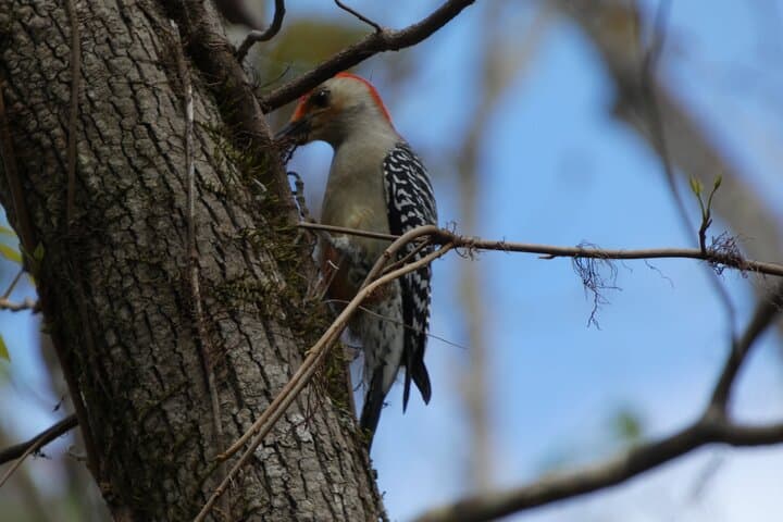 Kayak Blackwater Creek: Guided Nature Paddle in Seminole State Forest photo 5