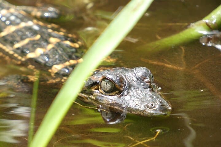 Kayak Blackwater Creek: Guided Nature Paddle in Seminole State Forest photo 2