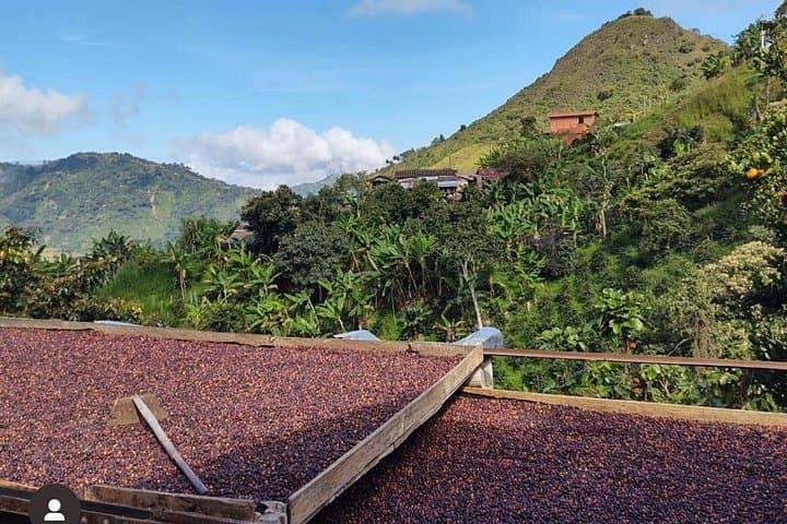 Coffee Farm and Horseback Ride near Medellín: Full-Day Andean Experience photo 1