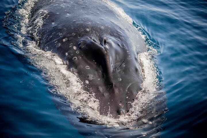 Sydney Private Whale Watching & Luxury Catamaran Sailing (Half-Day) photo 6