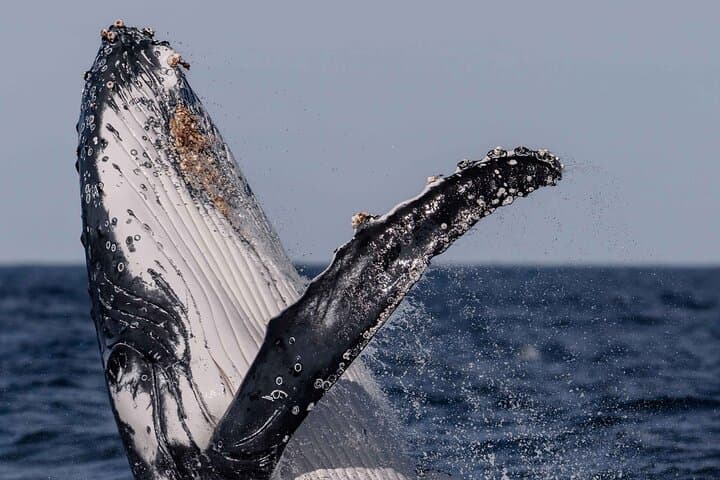 Sydney Private Whale Watching & Luxury Catamaran Sailing (Half-Day) photo 2