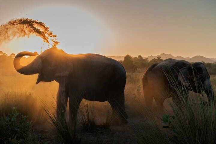 Private Elephant Sanctuary Jaipur — Ethical Elephant Encounters & Rehabilitation Visit