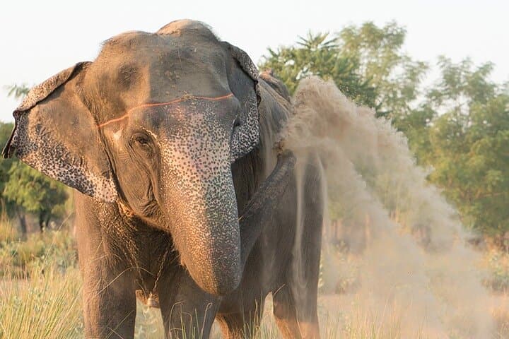 Private Elephant Sanctuary Jaipur — Ethical Elephant Encounters & Rehabilitation Visit photo 3