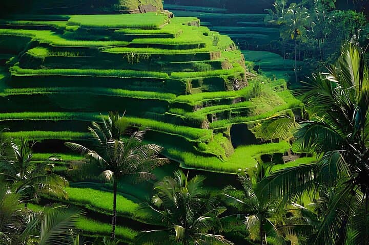 Ubud Full-Day: Monkey Forest, Tirta Empul, Tegalalang & Tegenungan Waterfall