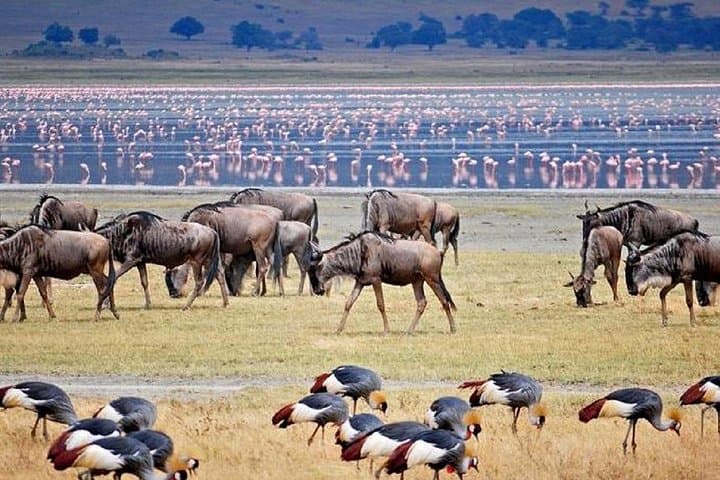 Luxury 4-Day Safari: Tarangire, Ngorongoro & Lake Manyara photo 2