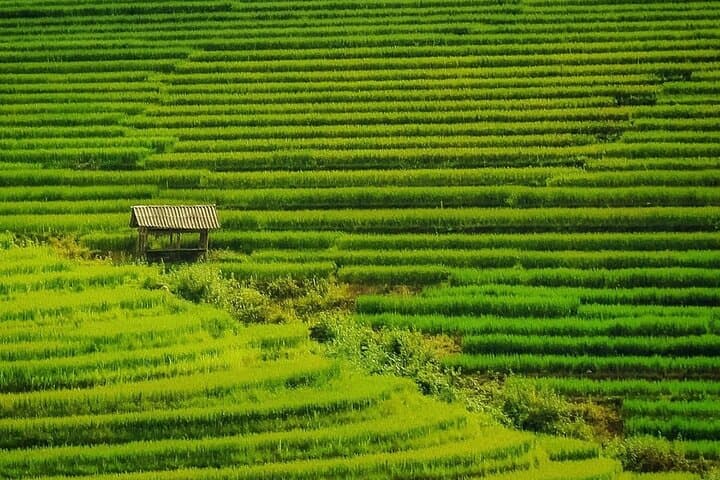 Sa Pa Trekking: Night Train to Homestay — 2 Days, 3 Nights Immersive Trek photo 2