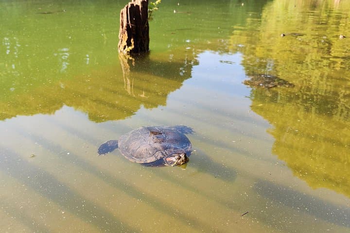 Turtles Lake Trek: City-Forest Walk and Lakeside Picnic near Milan photo 1