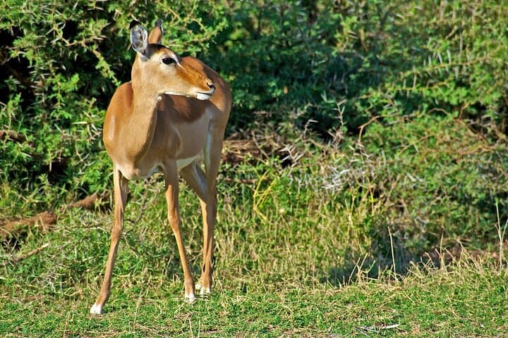 3-Day Safari: Tsavo East & Taita Hills Salt Lick — Big Game Drives from Mombasa photo 4