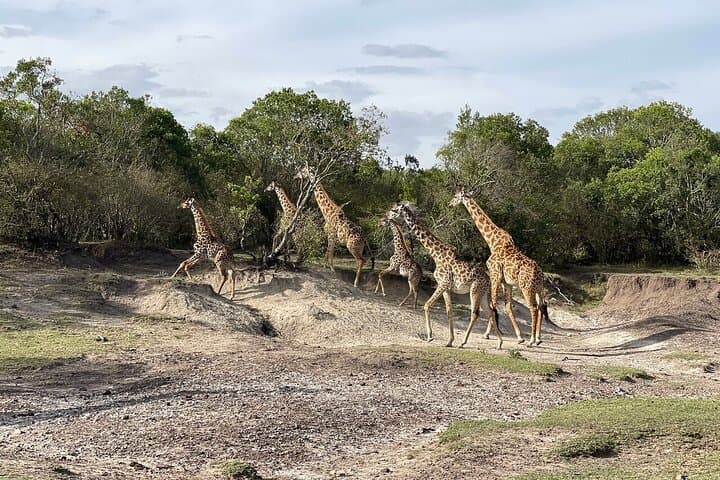 3-Day Safari: Tsavo East & Taita Hills Salt Lick — Big Game Drives from Mombasa photo 5