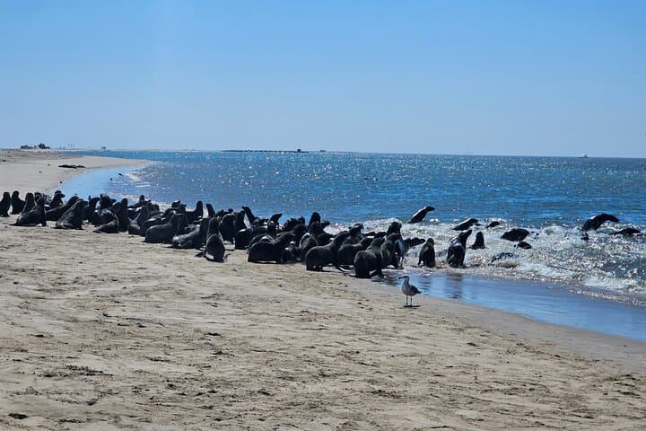 Best of Namibia: 6-Day Swakopmund to Sossusvlei Dunes Tour photo 2