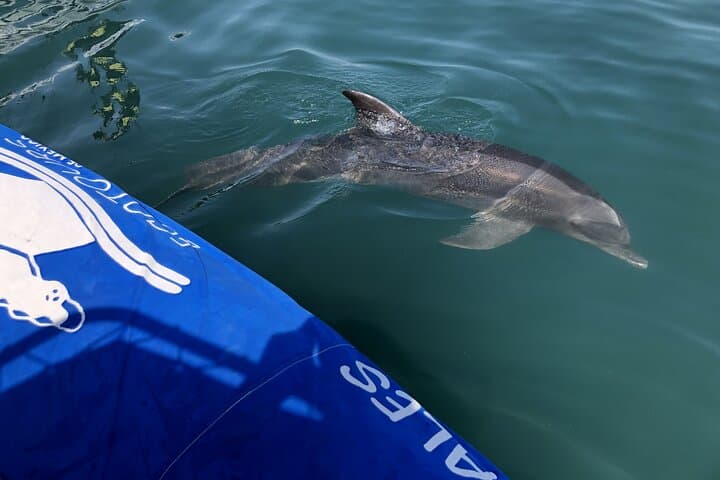Puerto Vallarta Wild Dolphin Encounter and Los Arcos Snorkeling Tour photo 2