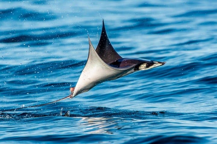 Sea of Cortez Mobula Safari — Marine-Biologist-Led Wildlife Tour from La Ventana