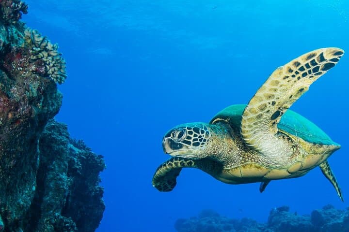 Scuba with Sea Turtles on Kauai — Beginner Shore Dive Experience photo 2