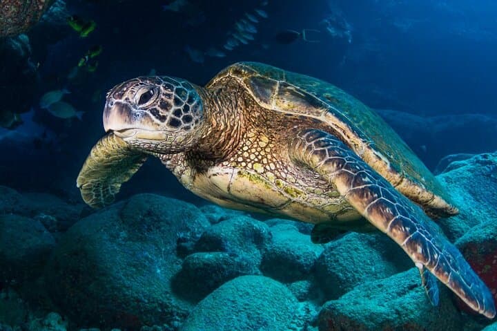 Scuba with Sea Turtles on Kauai — Beginner Shore Dive Experience photo 4