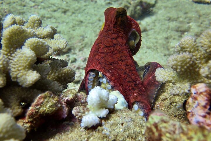 Scuba with Sea Turtles on Kauai — Beginner Shore Dive Experience photo 5