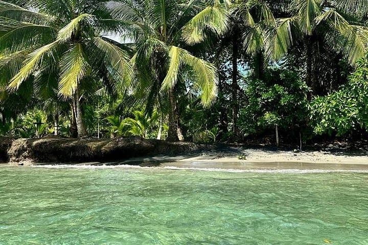 Gandoca-Manzanillo Hike and Dolphin-Watching: Caribbean Rainforest to Coastal Wildlife photo 3