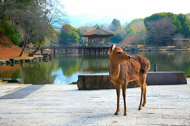 Private 3-Day Osaka Kyoto and Nara Tour with English Driver photo 4