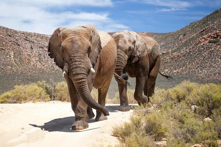 Big Five Day Excursion to Aquila Safari Reserve in the Breede River Valley photo 1