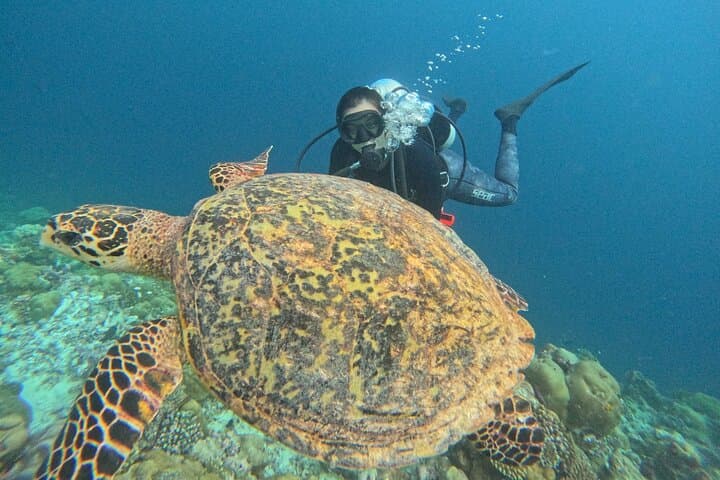 Discover Scuba Diving in Tenerife: Beginner Ocean Dive with Instructor