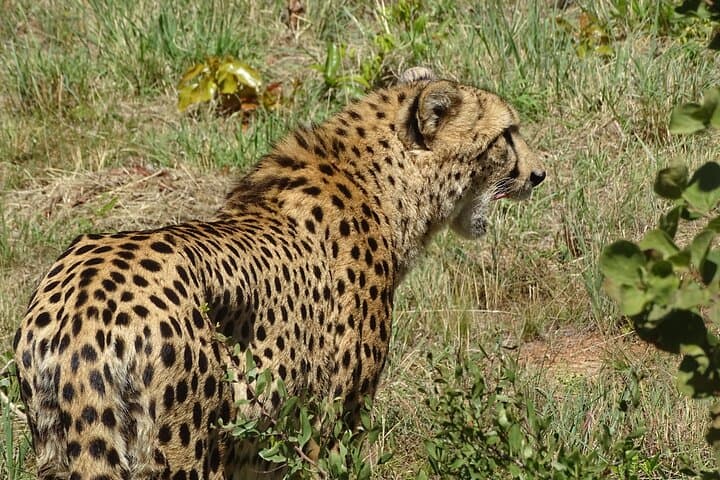 Private Full-Day Chauffeur in Johannesburg & Soweto — Door-to-Door Cultural Drive photo 3