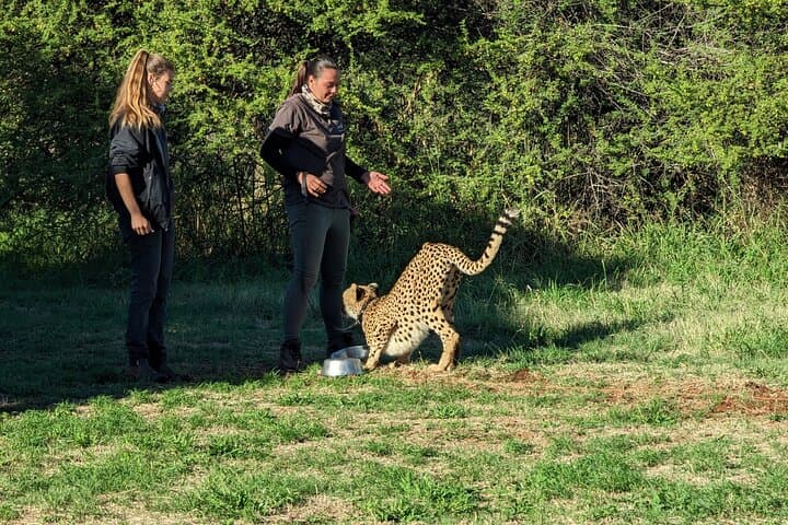 Private Full-Day Chauffeur in Johannesburg & Soweto — Door-to-Door Cultural Drive photo 6