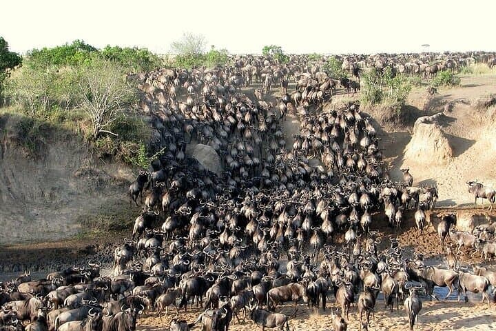 Three-Day Masai Mara Safari: Mid-Range Game Drives & Lodge Stays photo 3
