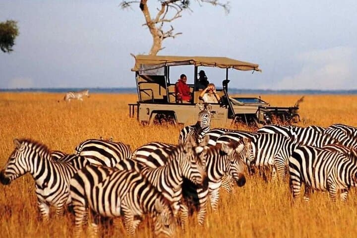 Half-Day Tala Game Reserve Safari and Phezulu Zulu Village from Durban photo 6