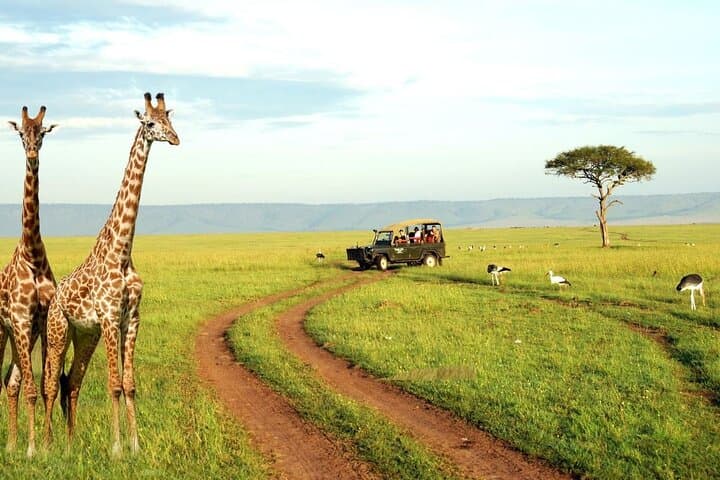 Half-Day Durban City Tour and Phezulu Safari Park — Valley of a Thousand Hills Wildlife & Culture