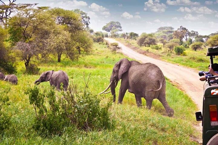 Full-Day Hluhluwe‑Imfolozi Game Reserve Safari from Durban — Big Five 4x4 Adventure