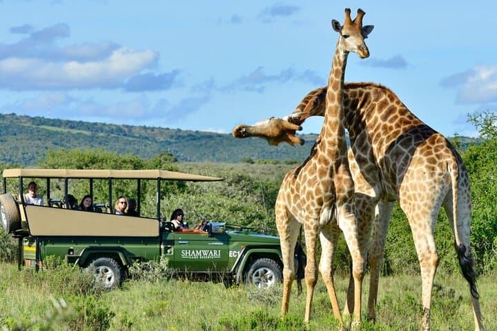 3-Day Garden Route Adventure from Cape Town — Cango Caves, Safari & Coastal Wildlife photo 6