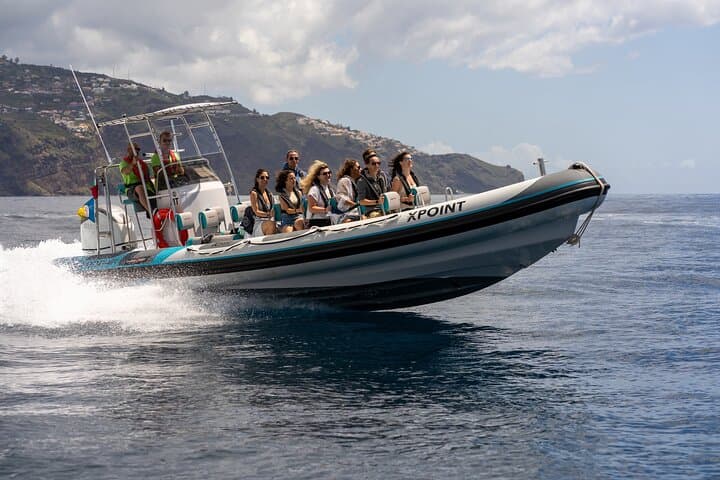 RIB Dolphin and Whale Watching Off Funchal: High-Speed Wildlife Tours in Madeira