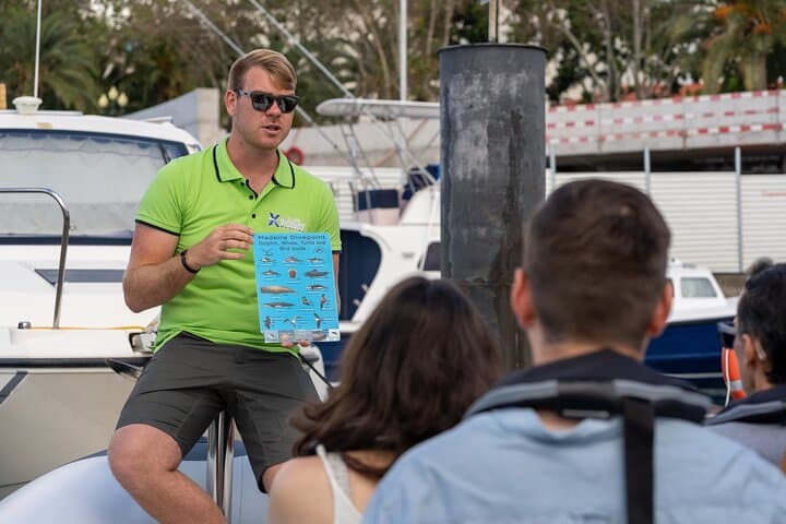 RIB Dolphin and Whale Watching Off Funchal: High-Speed Wildlife Tours in Madeira photo 4